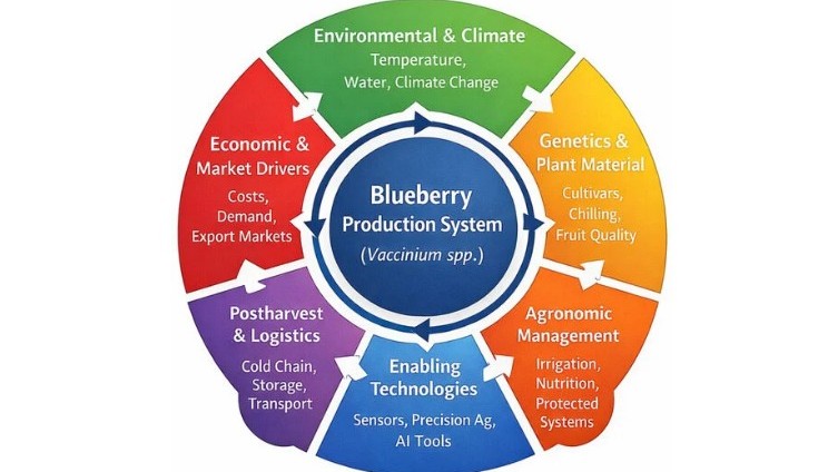 2602 blueb resumen.jpg